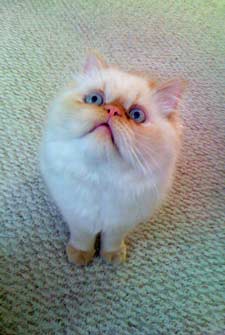 duke the cat