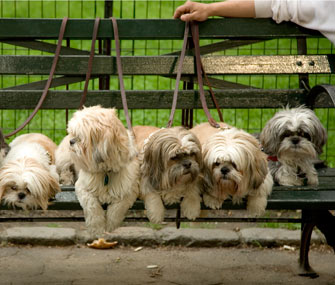 Lots of dogs on dog park bench