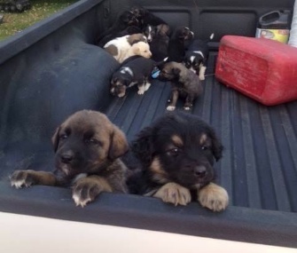 A hunter who found 20 abandoned puppies in Saskatchewan, Canada, brought them to a local shelter.