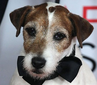 Uggie, the star of 'The Artist,' inks a book deal.
