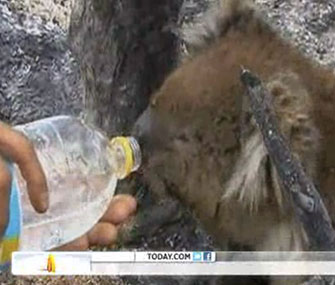 A koala suffering from burns was rescued and treated at an Australian animal hospital.