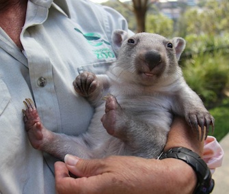 Chloe, an orphaned wombat joey, has a human surrogate mom at the Taronga Zoo in Australia.