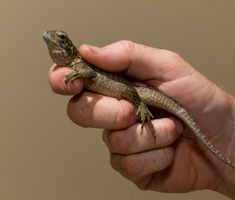 Jamaican iguana hatchling