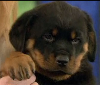 Rottweiler puppy