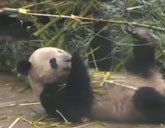 Panda cam