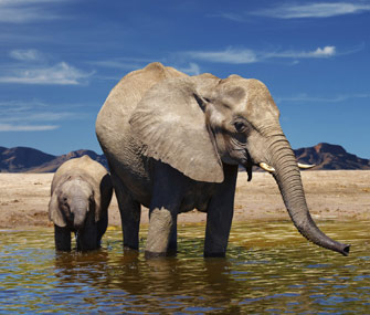 Elephants in watering hole
