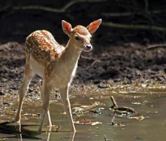 Deer Fawn