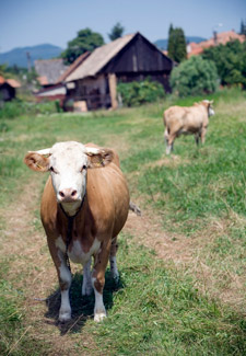 Heifer International Cows