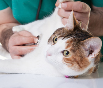 At follow-up examinations, vets evaluate the effectiveness of your pet's treatment and healing
