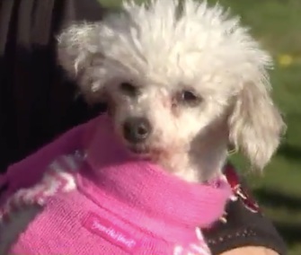 Gigi was reunited with her owner nine years after she disappeared in a burglary.