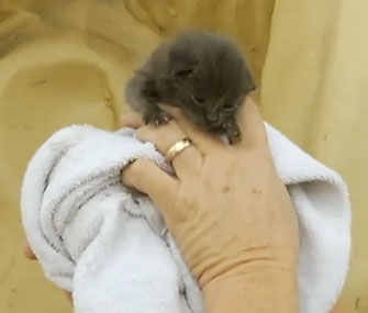 A volunteer holds Abe the kitten up in front of the statue where he was rescued.