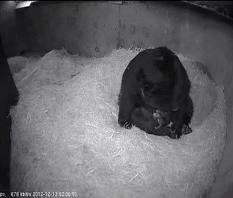 Billie Jean cuddles with her cubs on the zoo's web cam.