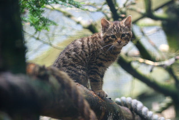 Scottish Wildcat