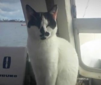 Major Tom the cat woke up his owner when the yacht they live on started to fill with water.