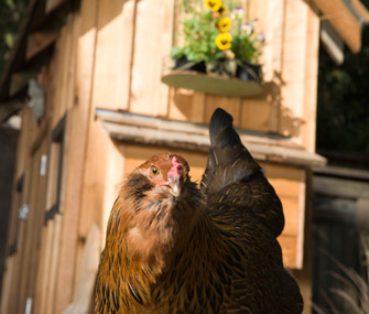 Backyard chicken and coop