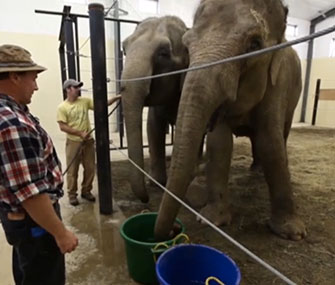 Circus elephants Opal and Rosie are spending their retirement at a rehabilitation facility in Maine.