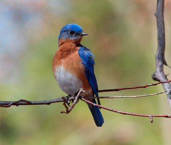Bluebird