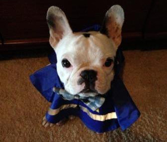 Pierre the Frenchie
