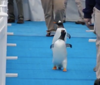 Penguins walk the blue carpet to their new home at the Detroit Zoo.