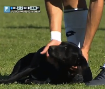 A friendly black dog got a belly rub from a soccer player before being carried off the field at a match in Argentina.