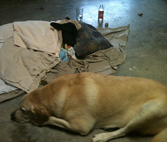 A yellow Lab named Bosco refused to leave the side of a freezing calf.