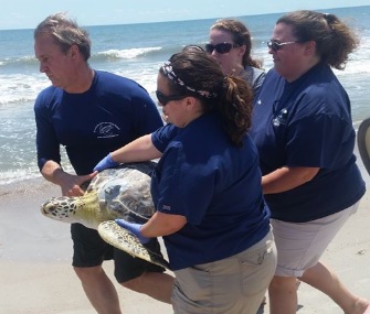 Once deemed non-releasable, Sunburst the green sea turtle made a surprise comeback.