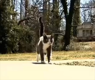 Mayhem the cat traveled six miles and found his original owner.