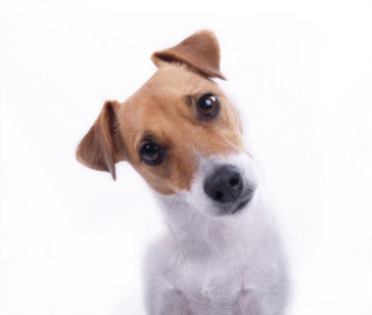 Dog facial expressions