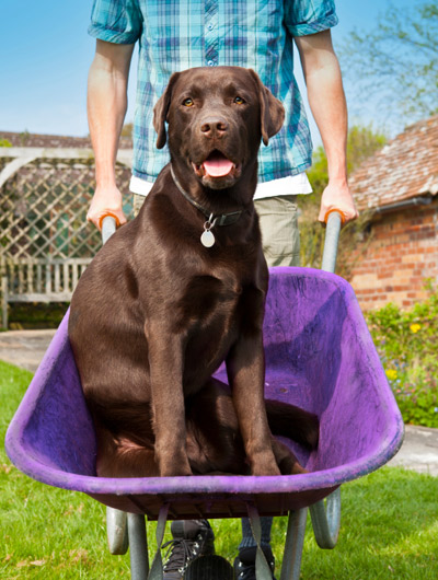 Dog in wheelbarrow