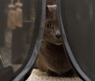 Cat hiding