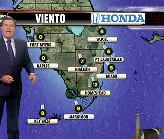 A stray cat wandered onscreen during a Univision weatherman's live broadcast.