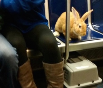 The MBTA Tweeted this cute reminder that bunnies have to stay in their carriers on the T in Boston.
