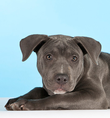 american staffordshire terrier kennels