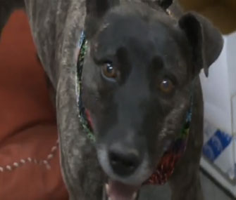 Gigi the dog returned to his old shelter.