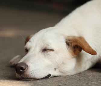 Mosquito on Dog