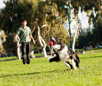Dog Playing
