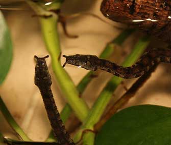 tentacled snake