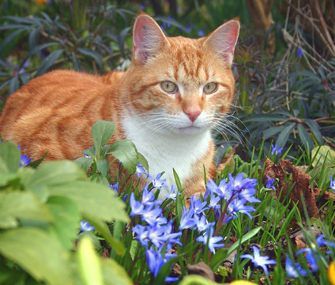 Cat in a garden