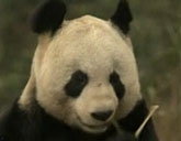 Pandas in Scotland