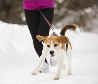 Dog walking in snow