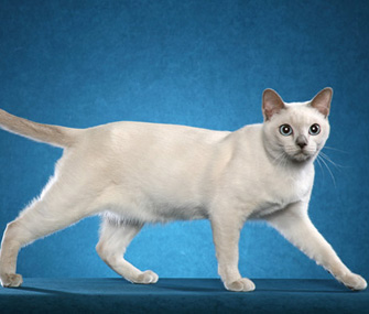 Tonkinese cat walking