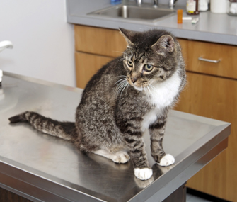 Cat on vet table