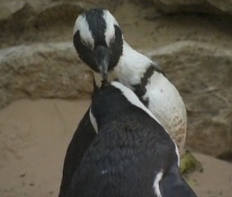 An Israeli zoo says it has a lesbian penguin couple building a nest together.