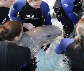 A baby girl was born to Beluga whale Maris at the Georgia Aquarium on Mother's Day.
