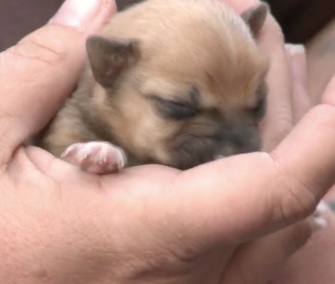 A woman rescued a newborn puppy from a dumpster in Arizona.