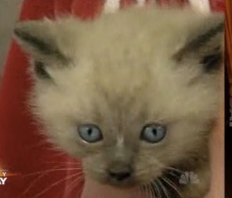 Home builders in Utah to cut through cement to rescue a litter of kittens.