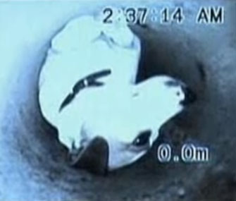 Firefighters used cameras to find Elvis the Jack Russell Terrier in a pipe.