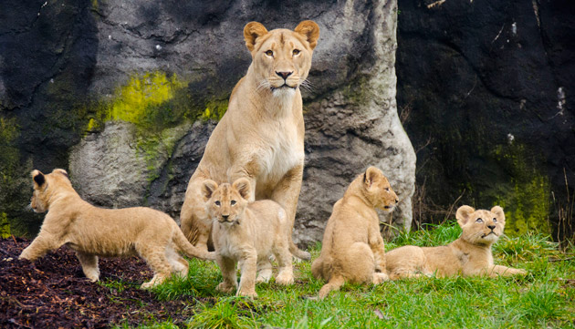 lion cubs with mom