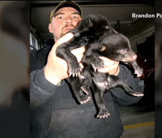 A firefighter rescued three bear cubs he found on the side of a South Carolina road.