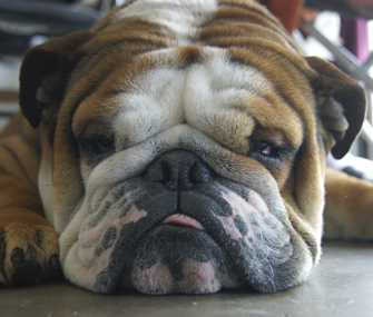 Bulldog lying down